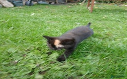 Mixed Breed cats for sale: Beautiful tortershel kitten ready for new address - Image 5