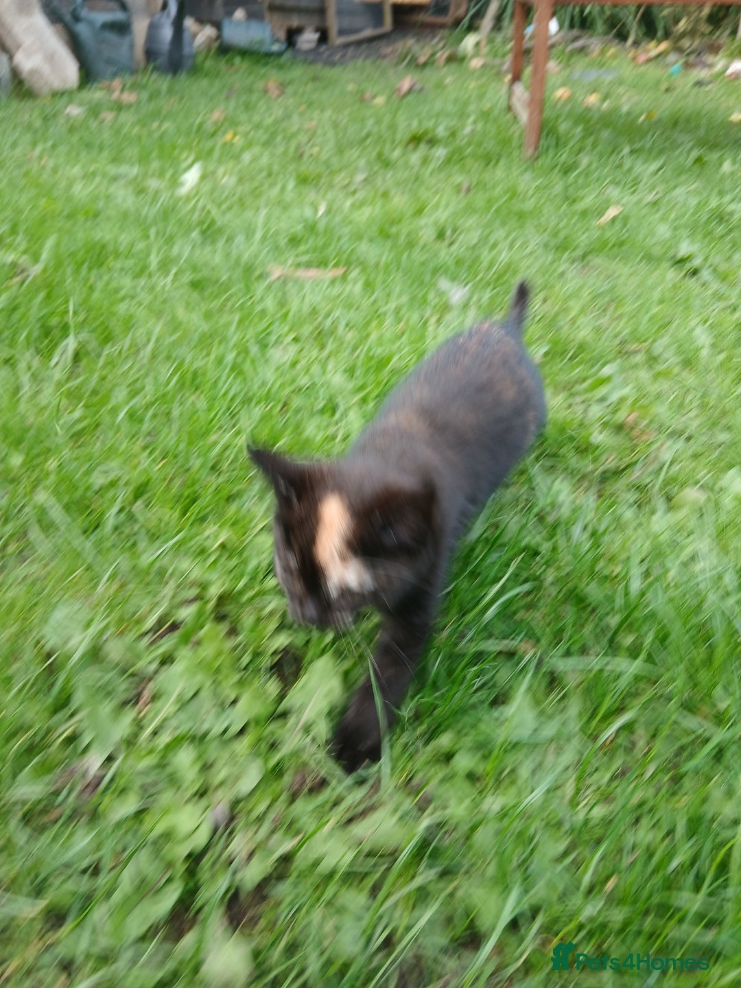 Mixed Breed cats for sale: Beautiful tortershel kitten ready for new address - Image 5