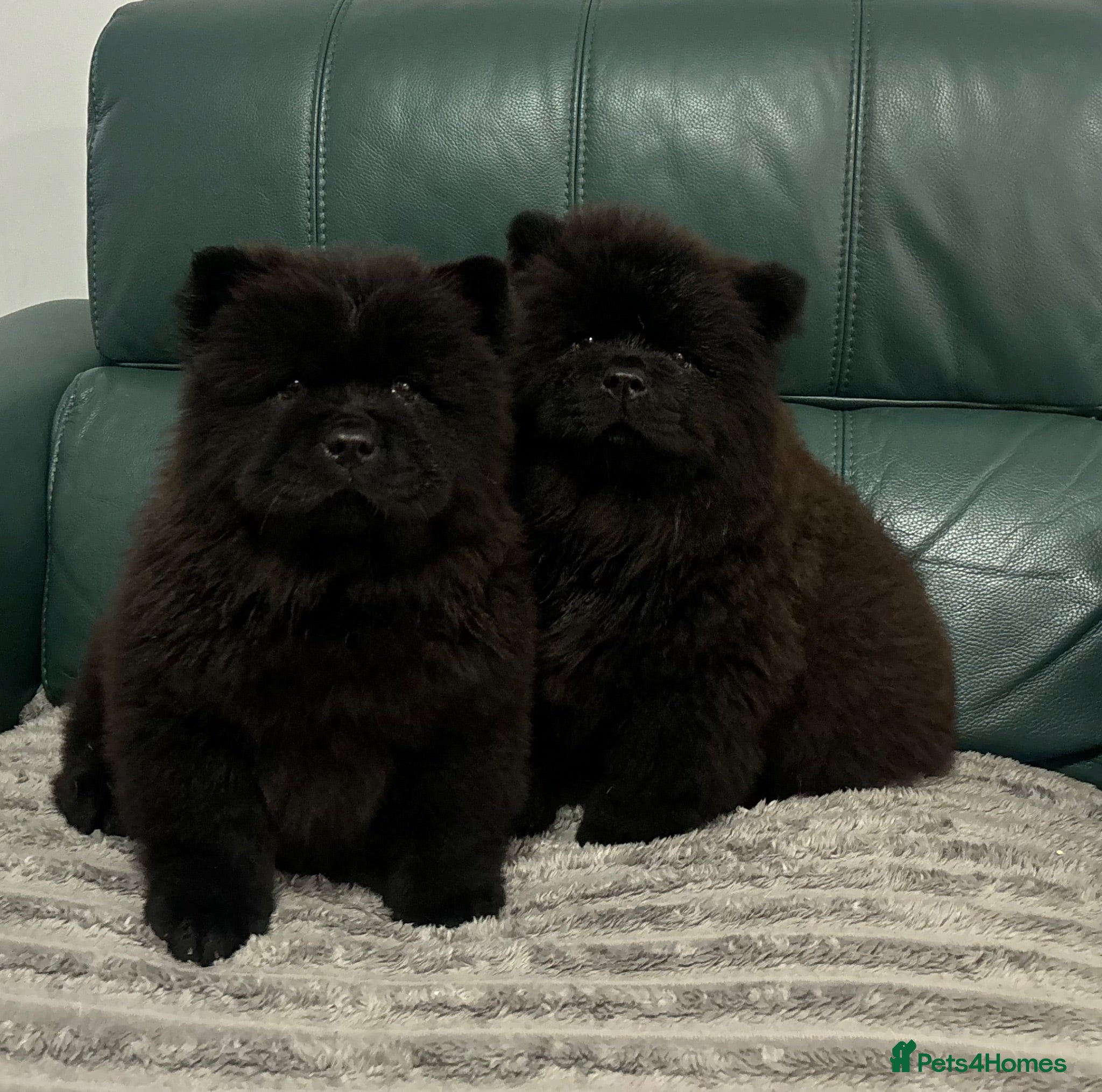 Chow Chow dogs Kc Registered chowchow pups ready now  - Advert 1