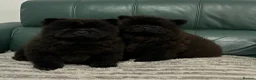 Chow Chow dogs for sale: Kc Registered chowchow pups ready now  - Advert 1