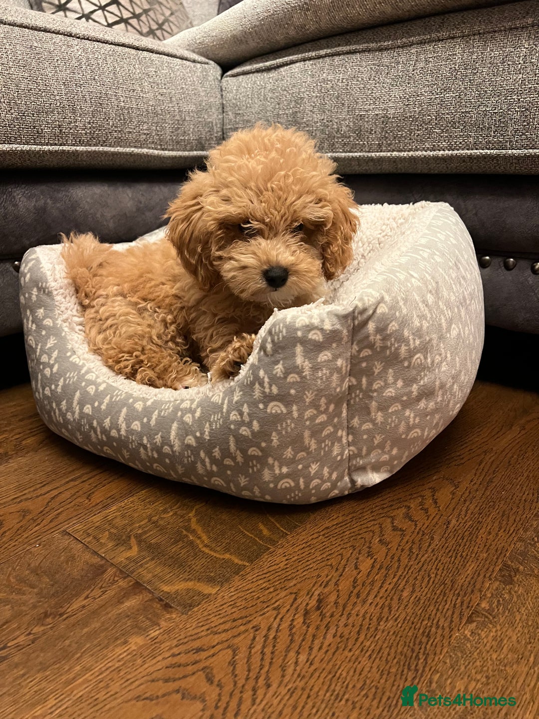 Maltipoo dogs for sale: Gorgeous 3 month old Maltipoo boy 🐶🥰 - Image 11