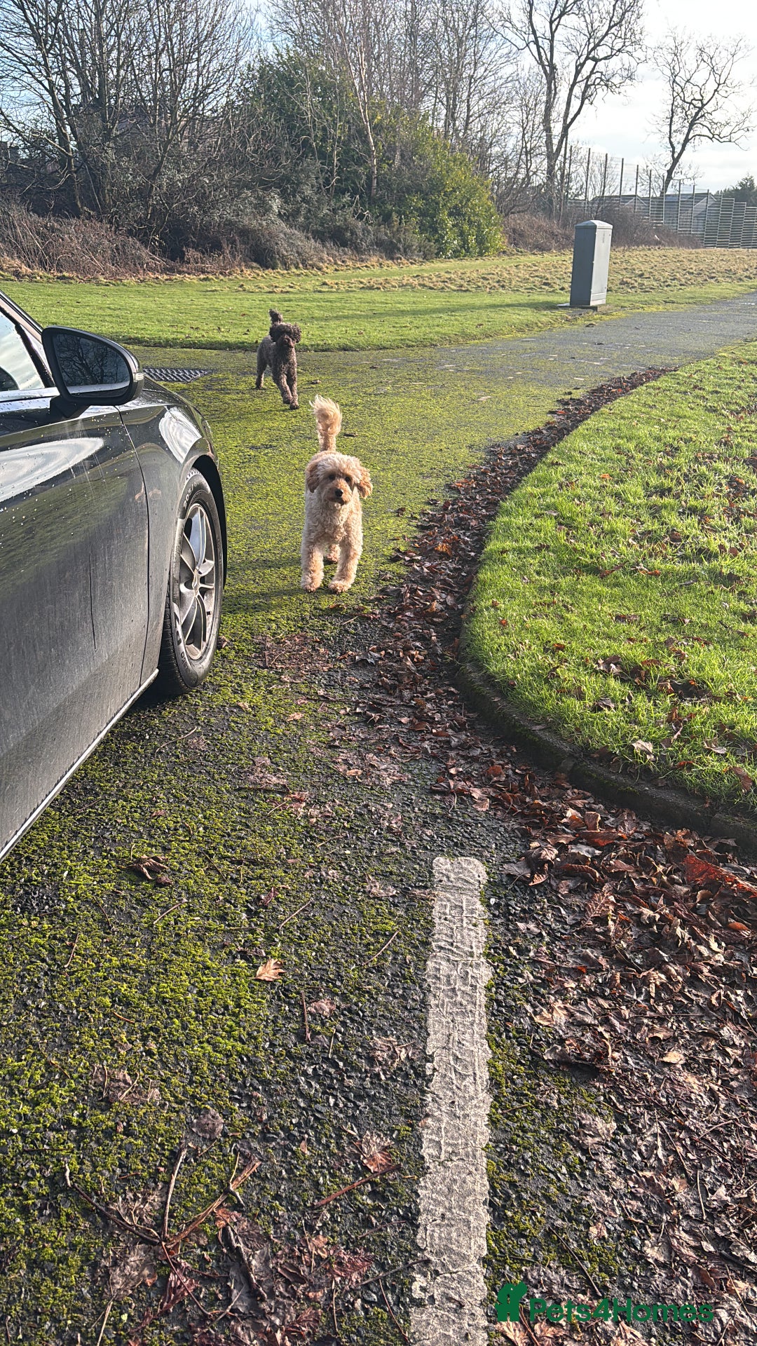 Labradoodle dogs for sale: Gorgeous red fox labradoodle  - Advert 8