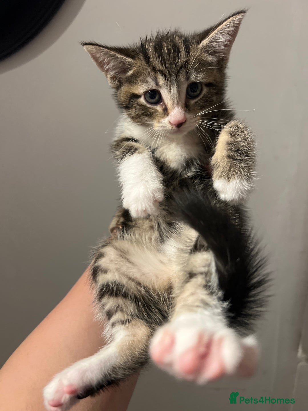 Mixed Breed cats for sale: Three beautiful kittens looking for new homes  - Image 4