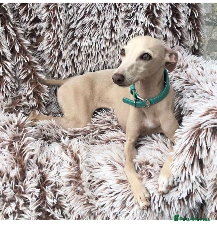 Italian Greyhound dogs KC Italian greyhound puppies European lineage - Advert 3