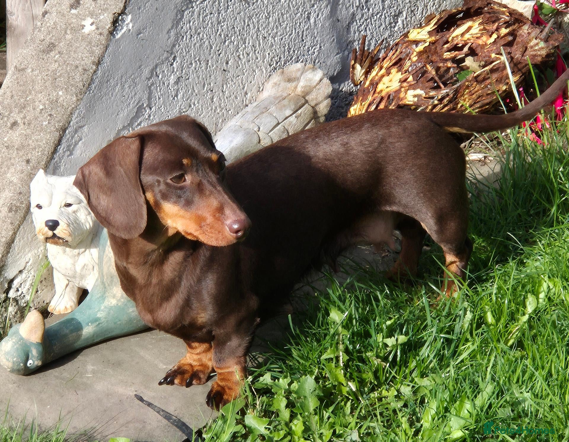Miniature Dachshund dogs Beautiful miniature smooth-Haired Dachshunds pups - Advert 1