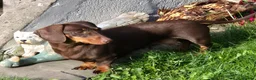 Miniature Dachshund dogs for sale: Beautiful miniature smooth-Haired Dachshunds pups in Cowbridge - Advert 1
