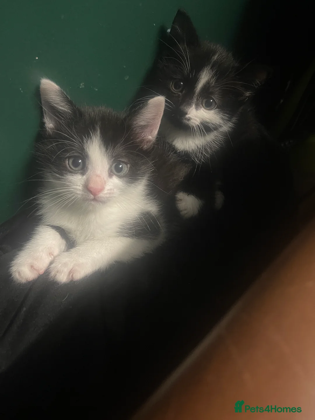 Mixed Breed cats for sale: Lovely boy & girl - Advert 1