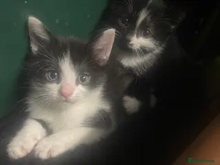 Mixed Breed cats Lovely boy & girl - Advert 1