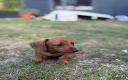Dachshund dogs for sale: Beautiful Miniature dachshund puppies  - Image 20
