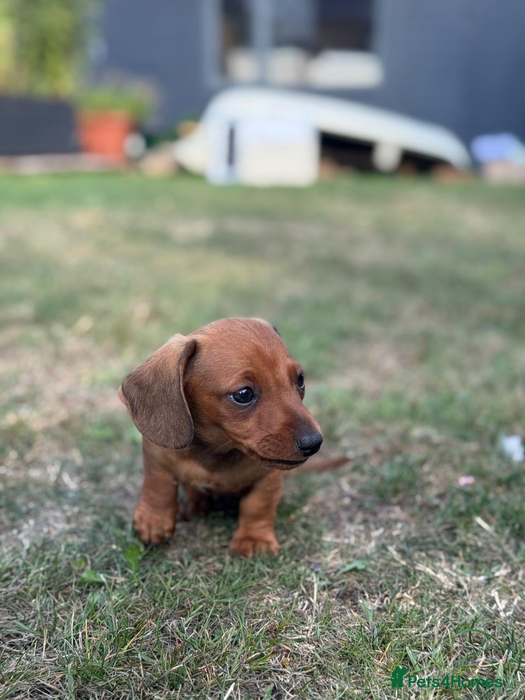 Dachshund dogs for sale: Beautiful Miniature dachshund puppies  - Image 20