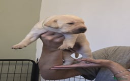 Labrador Retriever dogs for sale: Labrador puppies  - Image 6