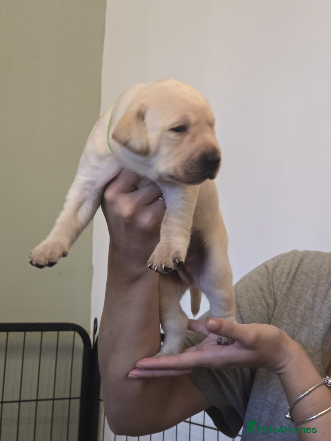 Labrador Retriever dogs for sale: Labrador puppies  - Image 6