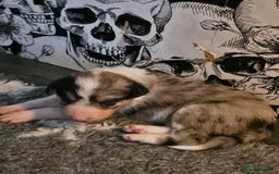 Border Collie dogs for sale: Unique blue merle border collie puppies - Image 4