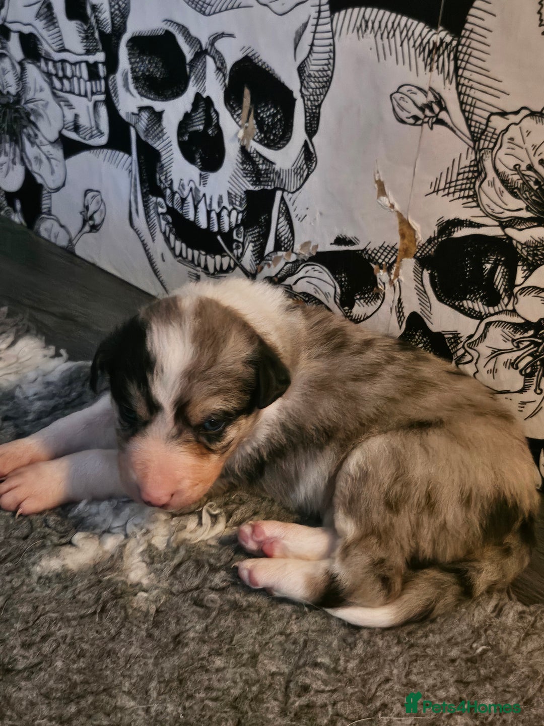 Border Collie dogs for sale: Unique blue merle border collie puppies - Image 4