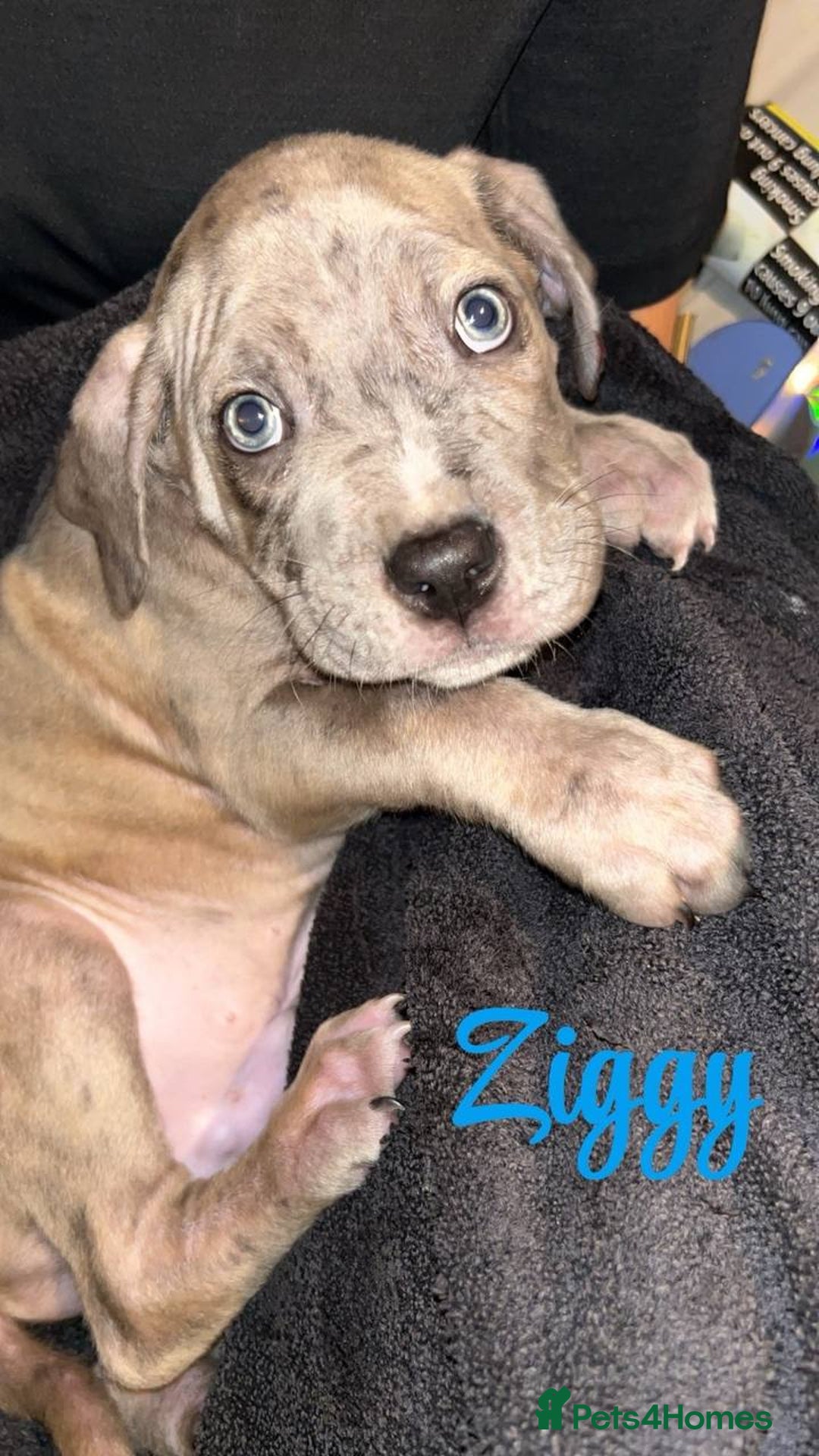 Cane Corso dogs for sale: Stunning puppies  - Advert 4