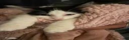 Mixed Breed cats for sale: Urgent rehoming  - Advert 3