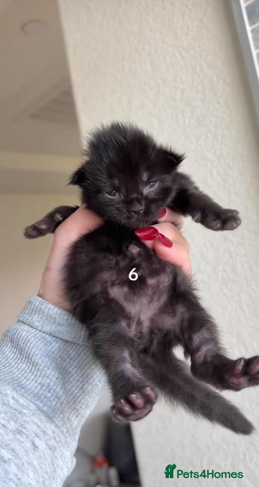 Maine Coon cats for sale: BEAUTIFUL MAINE COON KITTENS - Advert 7