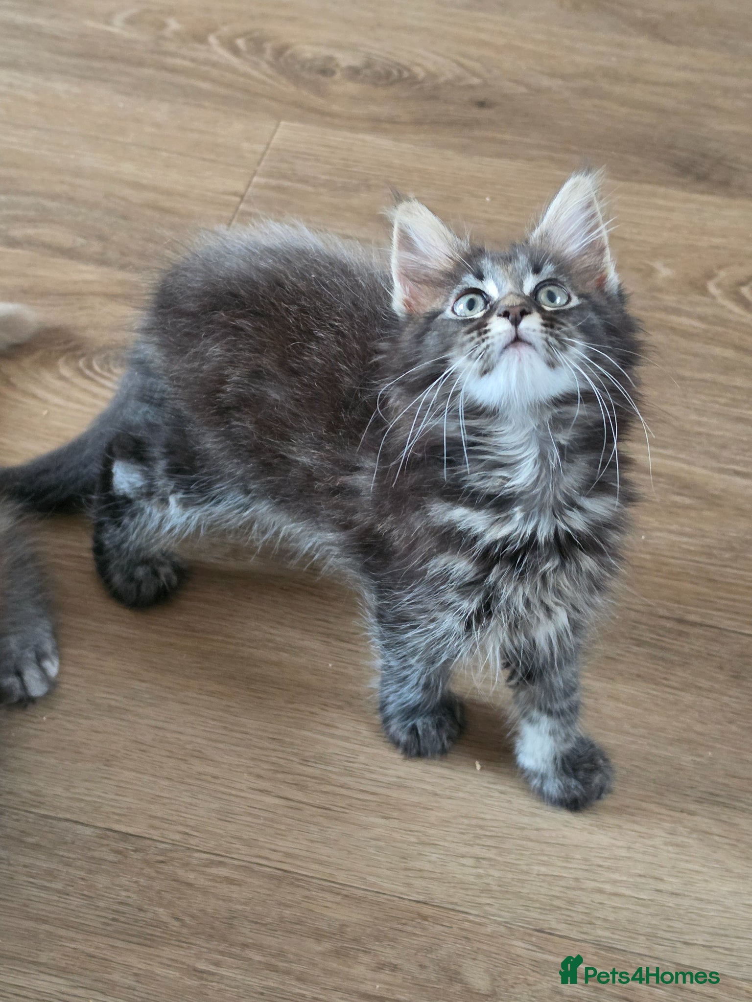 Maine Coon cats Maine coon kittens Ready Now 1 boy left - Advert 6