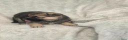 German Shepherd dogs for sale: German shepherd pups - Advert 20