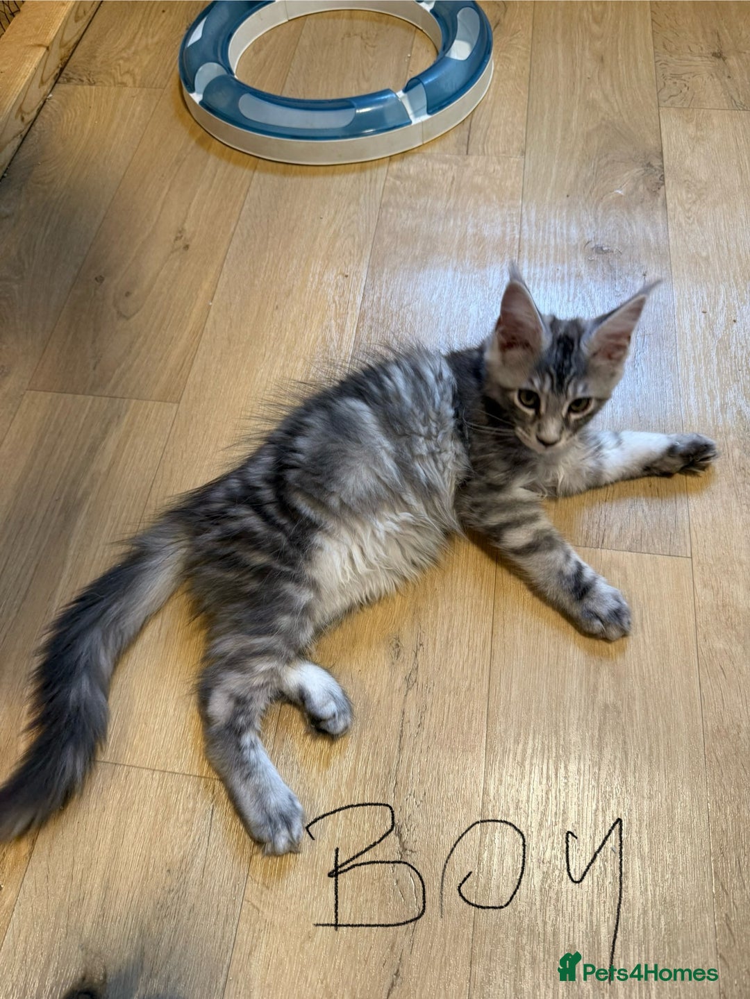 Maine Coon cats for sale: Maine Coon pedigree  - Image 5