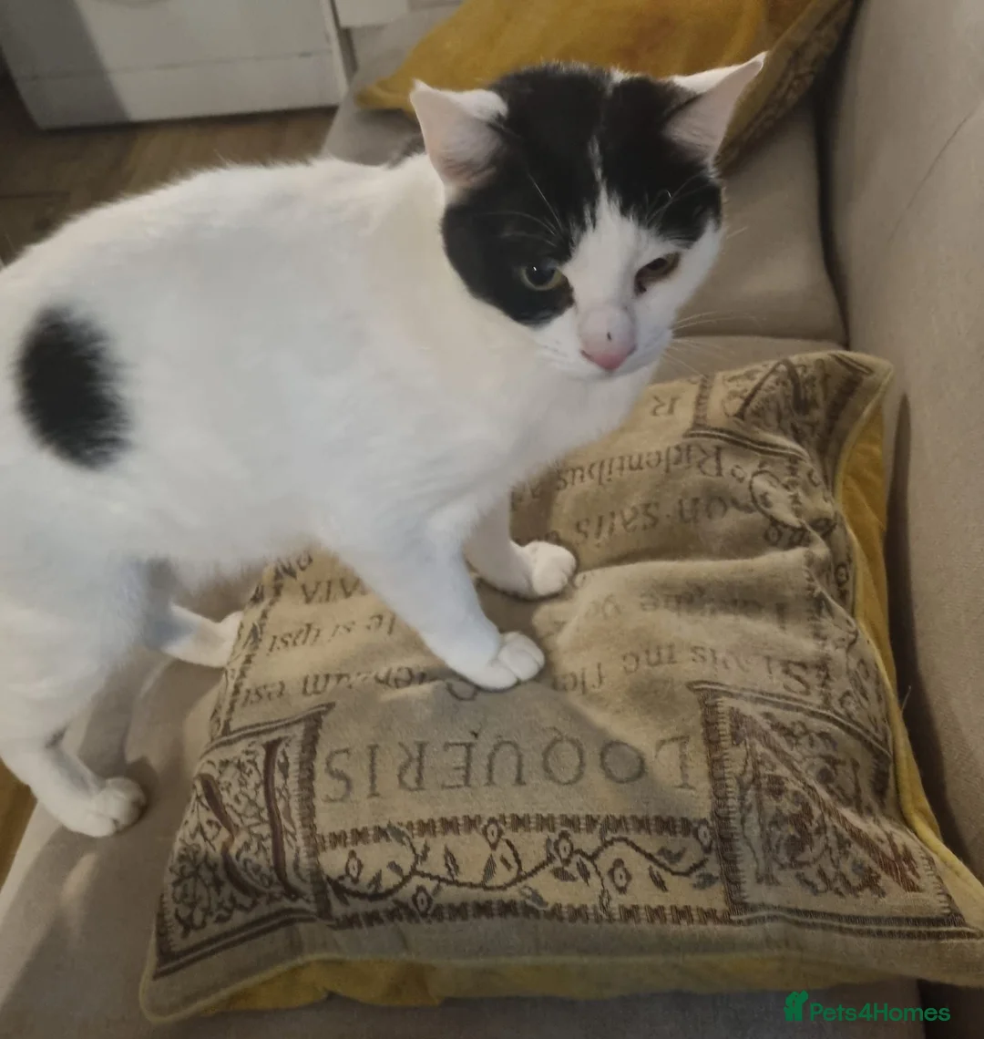 Mixed Breed cats for sale: Gorgeous Rescue Girl Mila - Advert 4