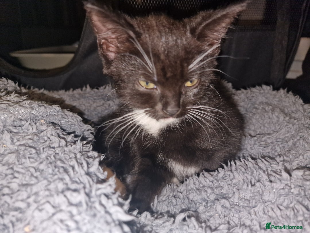 Mixed Breed cats for sale: Kitten for sale. A beautiful girl! - Advert 25