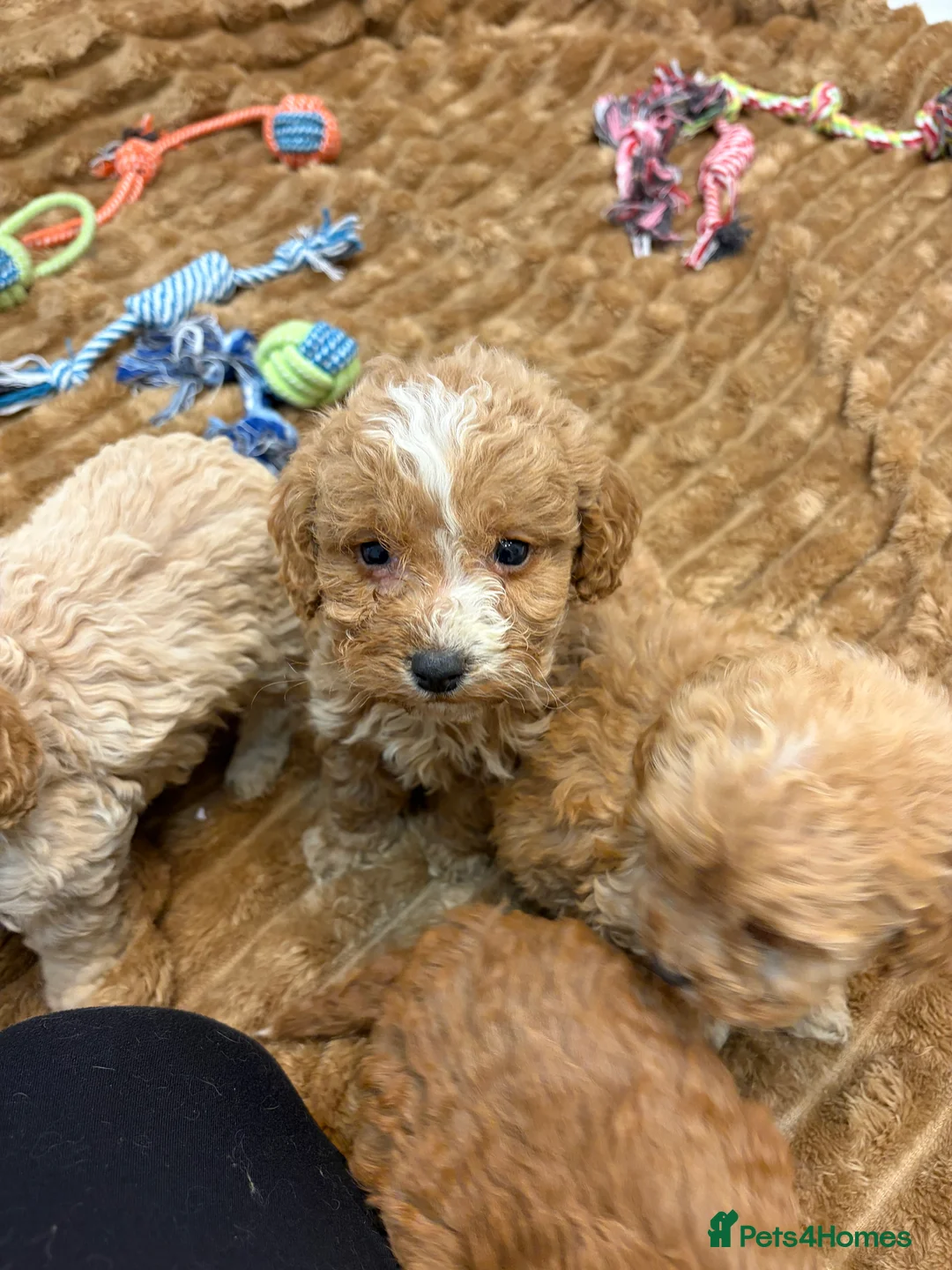 Cockapoo dogs for sale: 🐾STUNNING COCKERPOOS F1 REGISTERED BREEDER🐾 - Advert 8