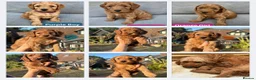 Cockapoo dogs for stud: F1 cocapoo well Proven extensively health tested  - Advert 12