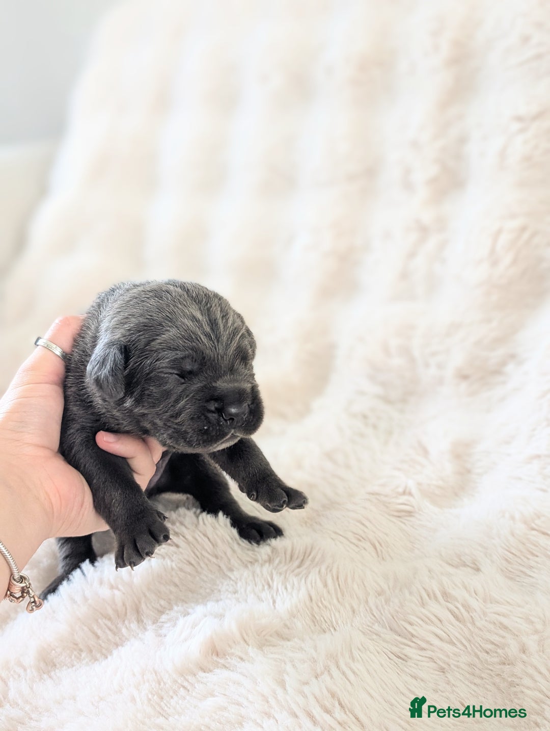 Cane Corso dogs for sale: European cane corsos  - Image 5