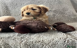 Cockapoo dogs for sale: Cockerpoo puppies - Image 10