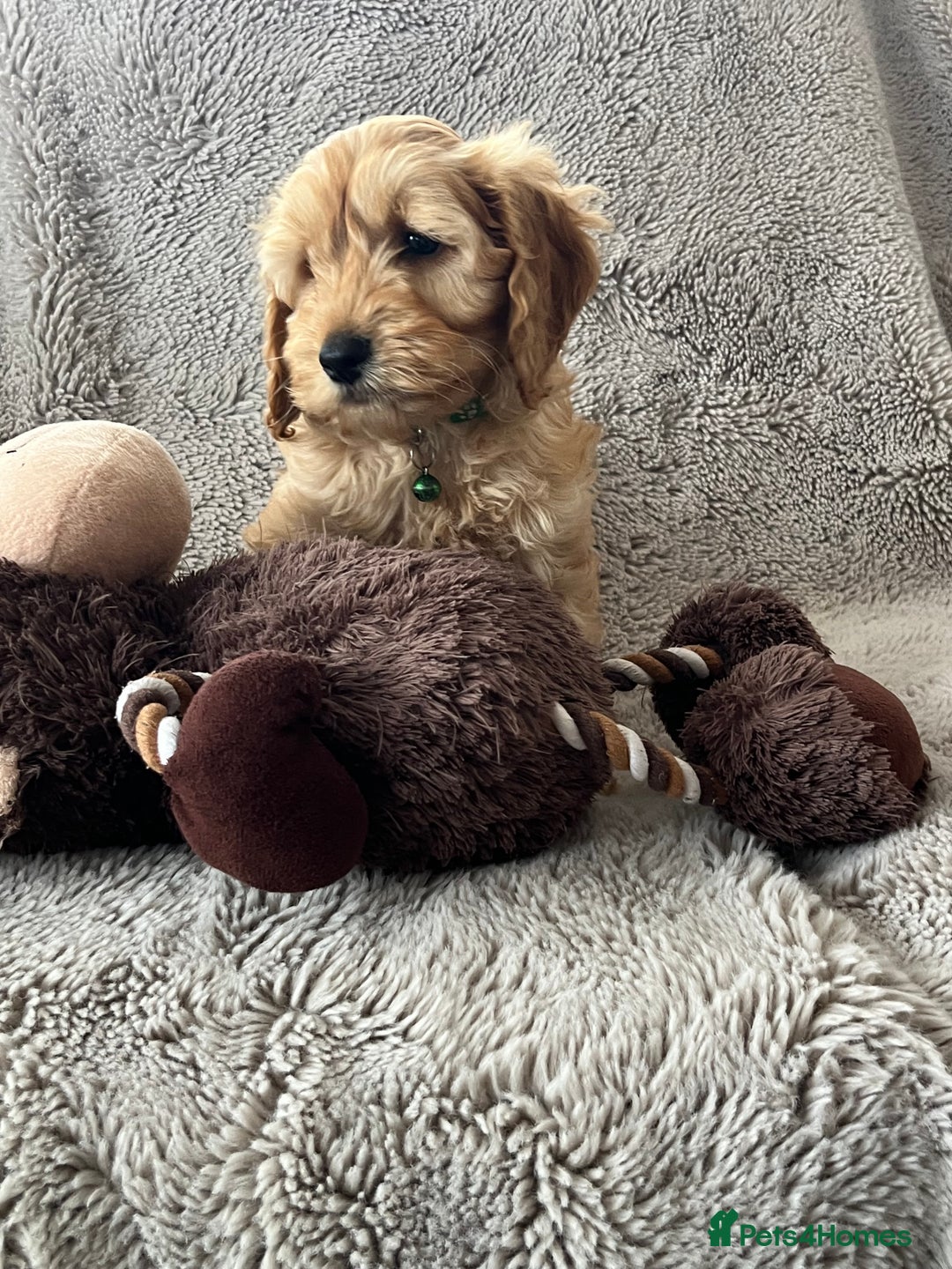 Cockapoo dogs for sale: Cockerpoo puppies - Image 10