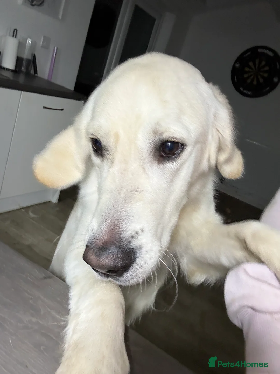 Golden Retriever dogs for sale: 2 Male golden retrievers for rehoming - Advert 30