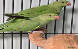 Ringnecks birds for sale: Beautiful Baby Ringnecks available now!!! - Image 3