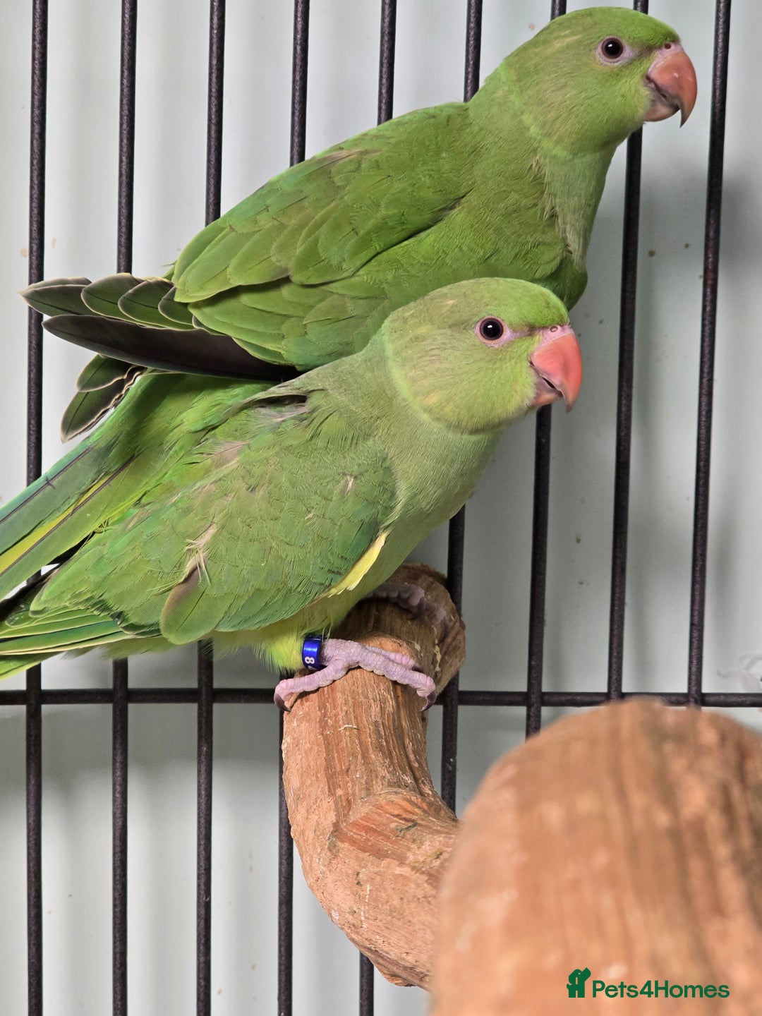 Ringnecks birds for sale: Beautiful Baby Ringnecks available now!!! - Image 3