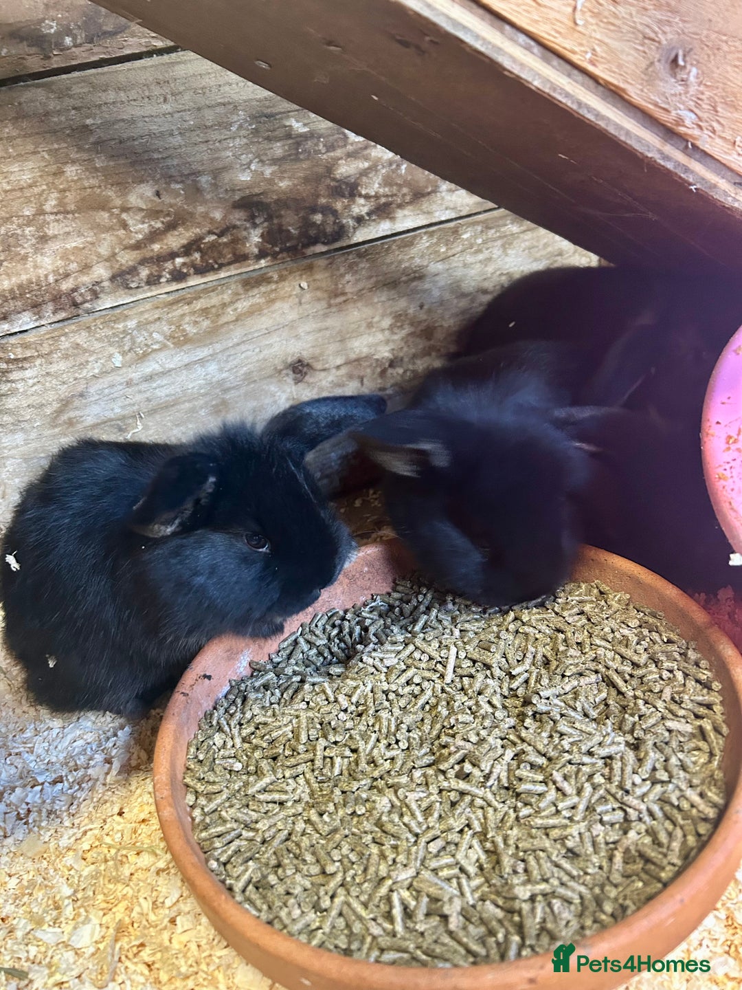 French Lop rabbits for sale: Mini French Lop Babies  - Advert 7