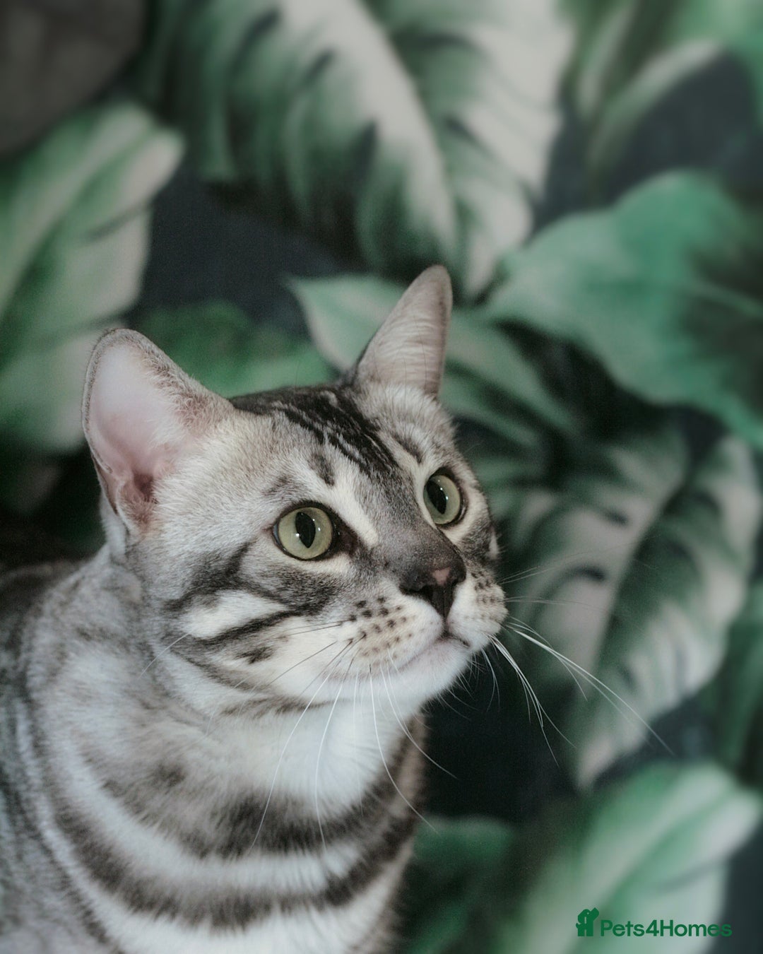 Bengal cats for sale: TICA Registered Silver Bengal - Advert 10