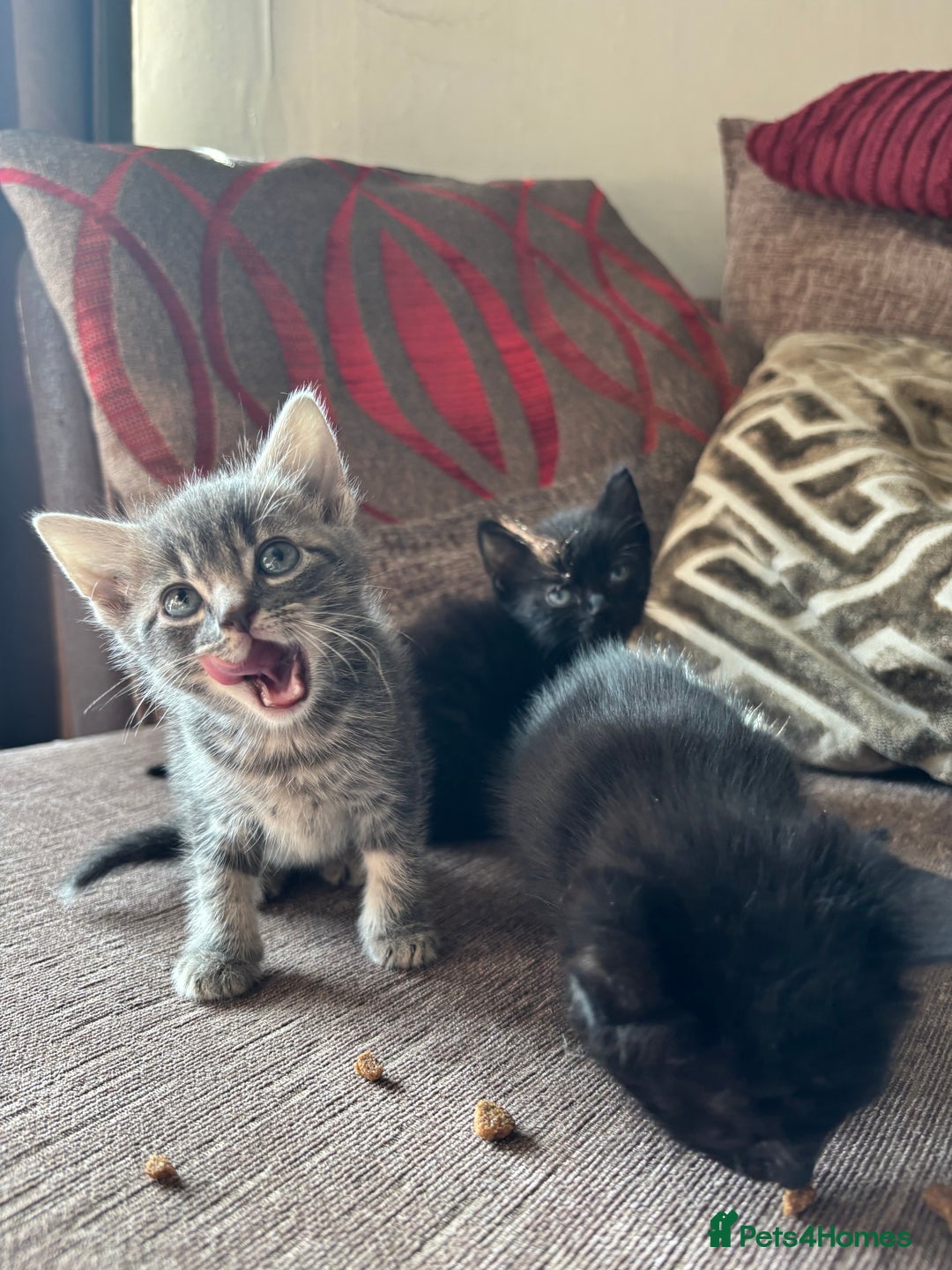 Mixed Breed cats for sale: Kittens for sale  - Image 5