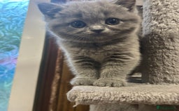 British Shorthair cats for sale: Adorable BSH kittens - Image 5