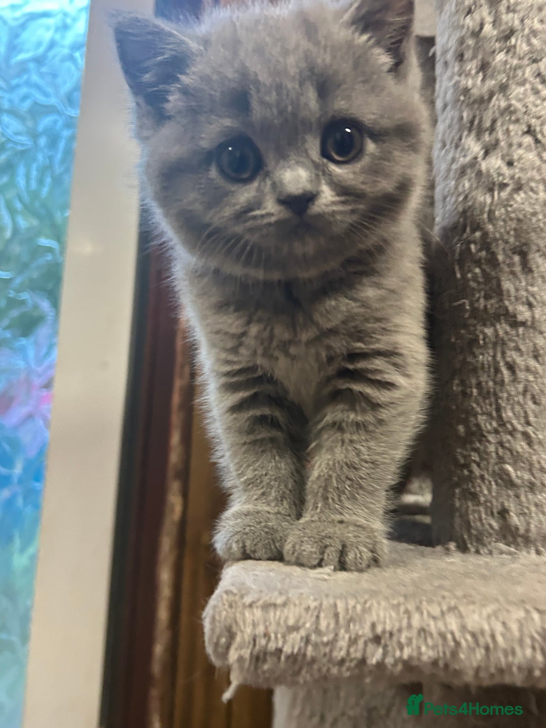 British Shorthair cats for sale: Adorable BSH kittens - Image 5