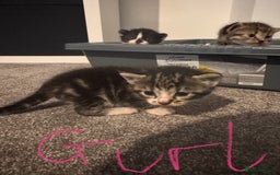 Domestic Shorthair cats for sale: Beautiful  Kittens Looking For Their Forever Homes - Image 3