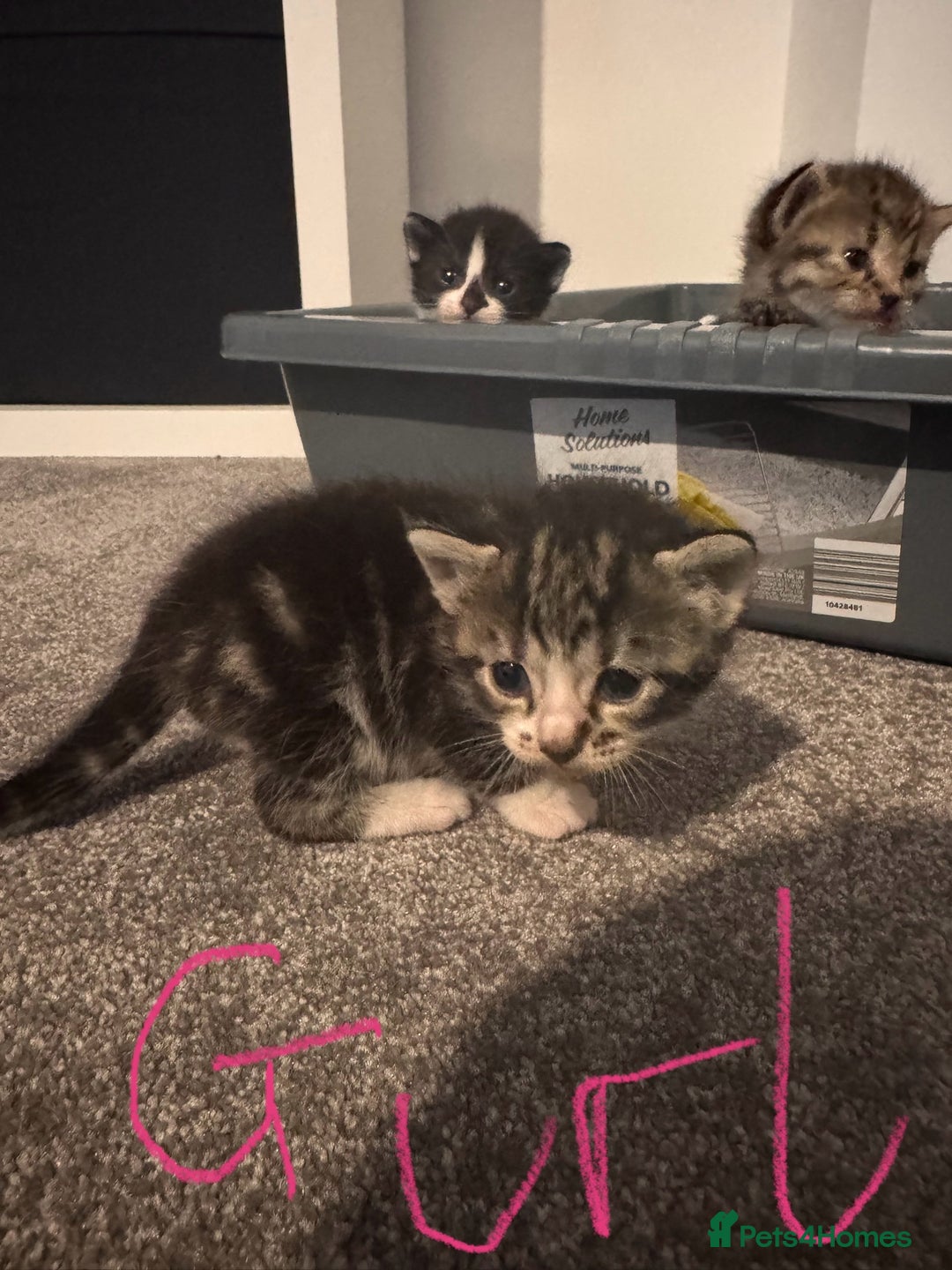Domestic Shorthair cats for sale: Beautiful  Kittens Looking For Their Forever Homes - Image 3