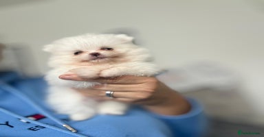 Pomeranian dogs - Advert 2