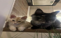 Maine Coon cats for sale: 1 year old Maine Coon Pair - Advert 2