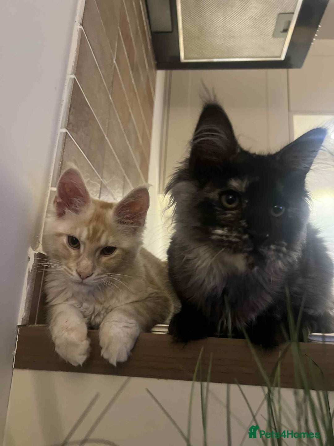 Maine Coon cats for sale: 1 year old Maine Coon Pair - Advert 2