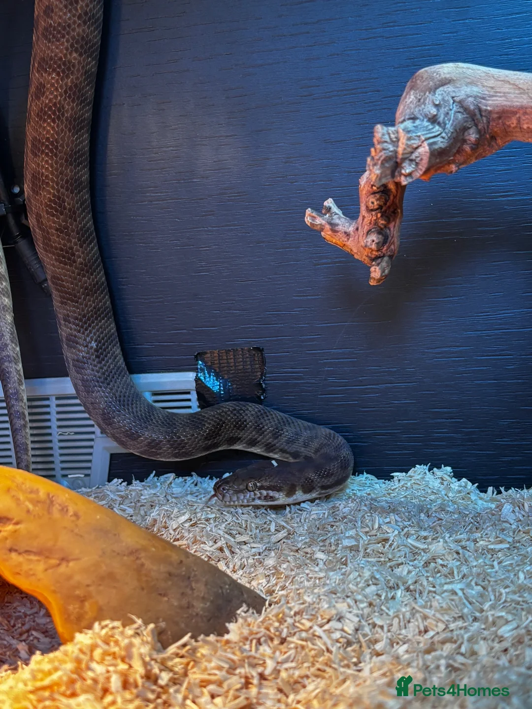 Python Snake reptiles for sale: 3 year old male Child’s Python - full set up  - Advert 2
