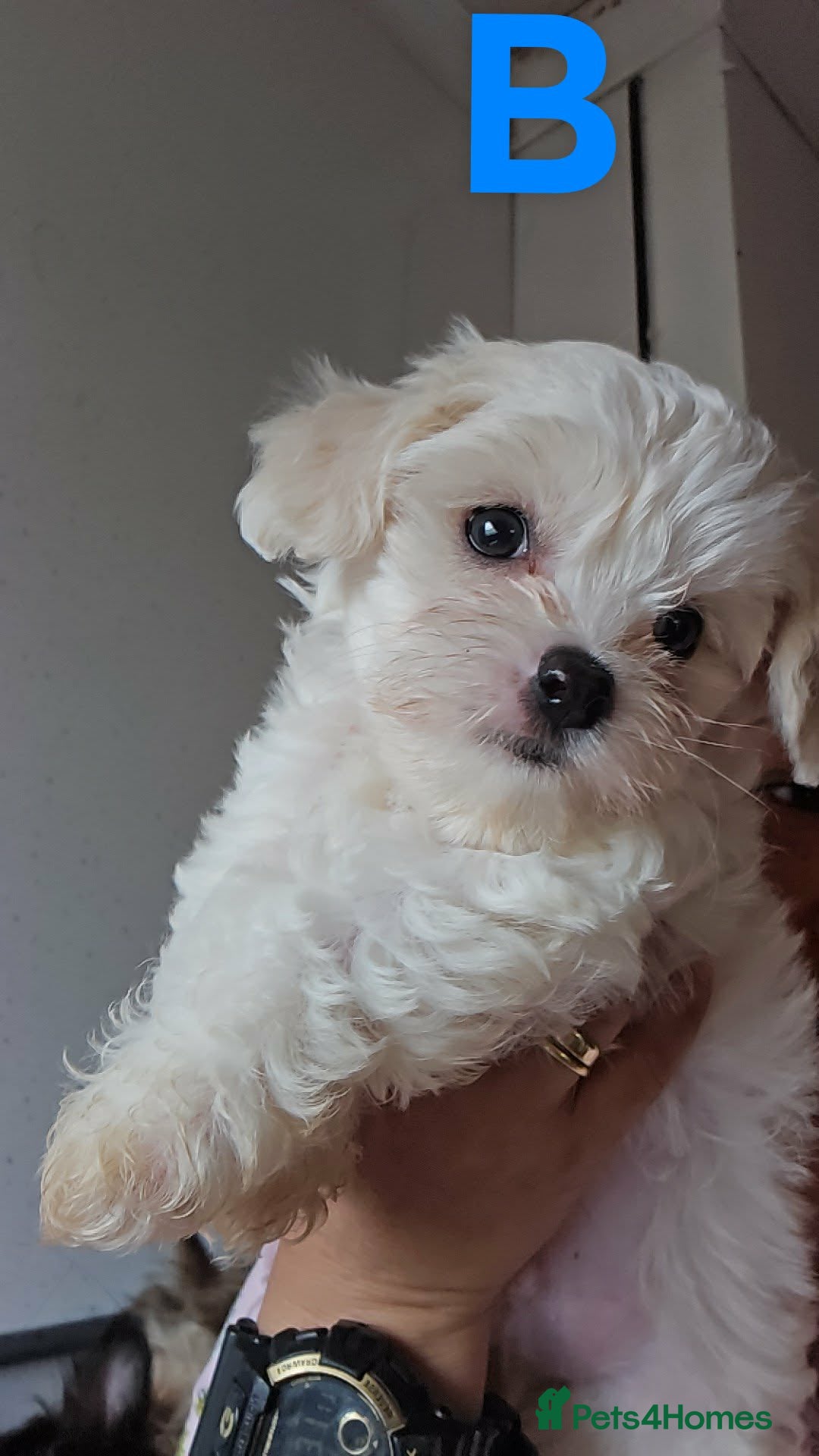 Mixed Breed dogs Shih tzu x Yorkshire terrier x chihuahua long hair - Advert 1