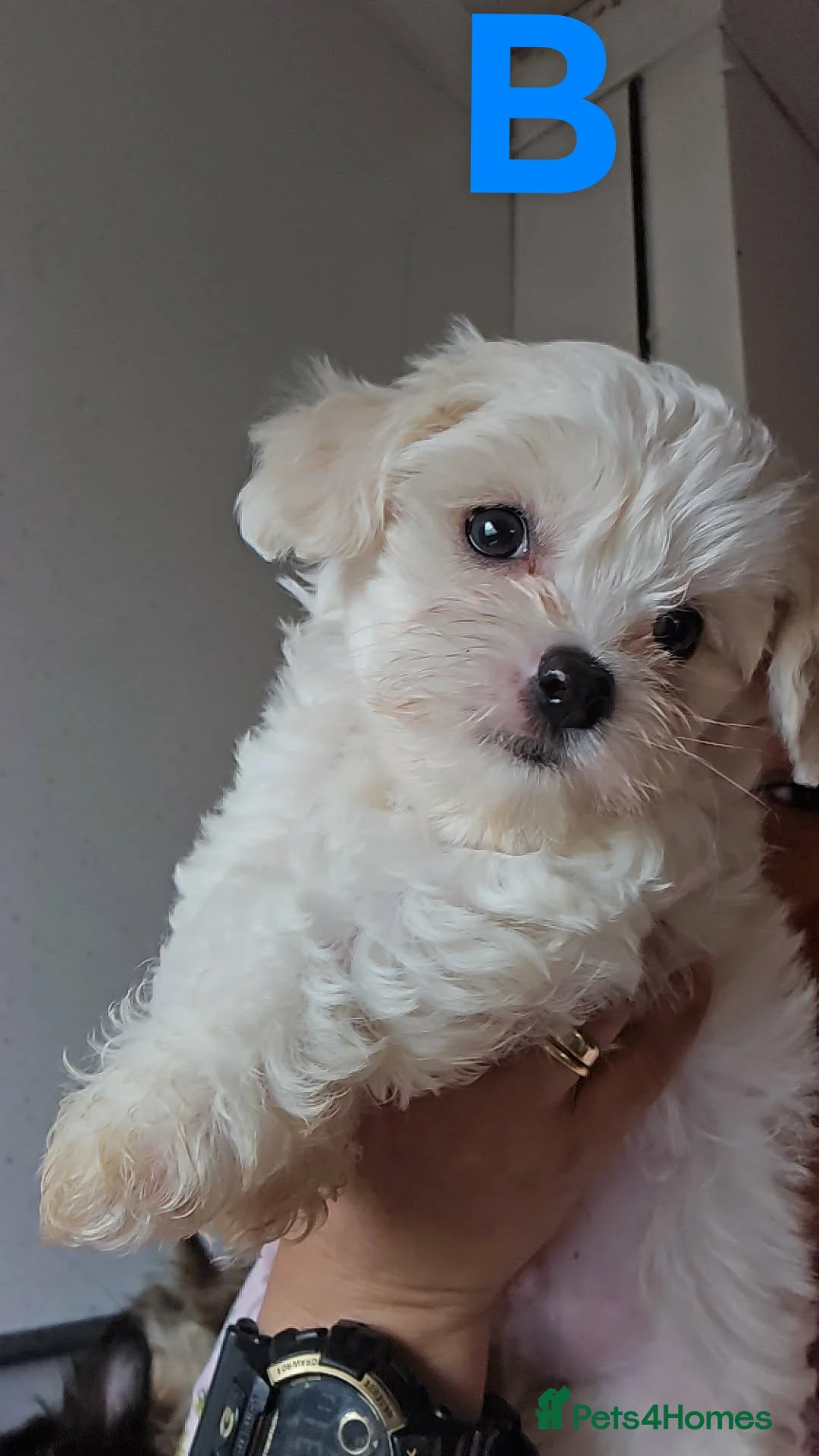 Mixed Breed dogs for sale: Shih tzu x Yorkshire terrier x chihuahua long hair - Advert 1
