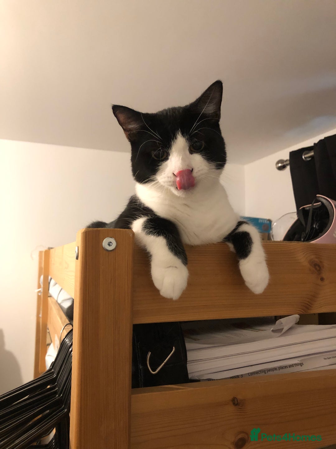 Domestic Shorthair cats for sale: 5 cats available - Image 2