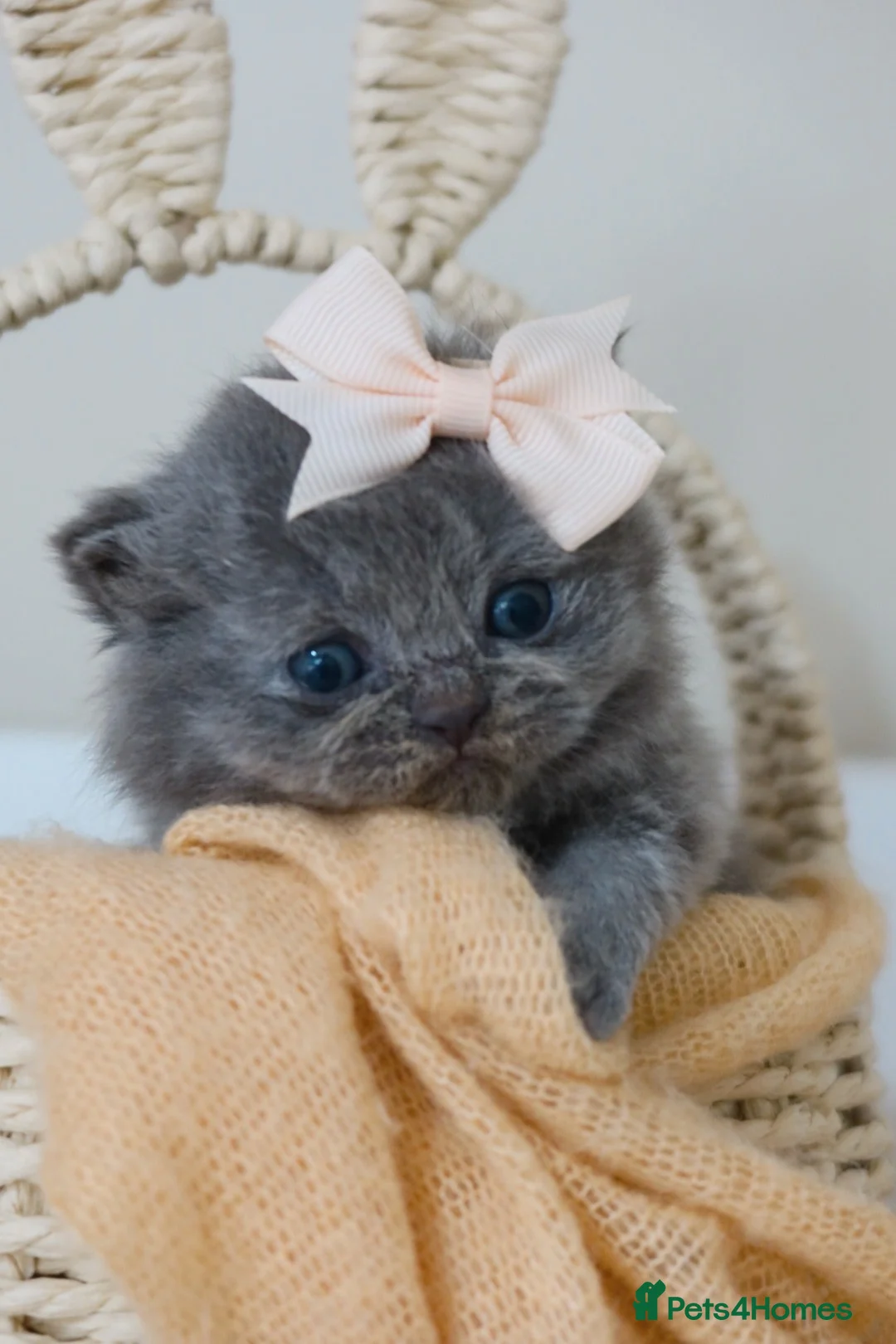 British Shorthair cats for sale: Beautiful Blue Girl Kitten - Reg & Licensed - Advert 6