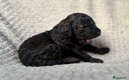 Cockapoo dogs for sale: ✨ Gorgeous Cockapoo Puppies ✨ - Image 3